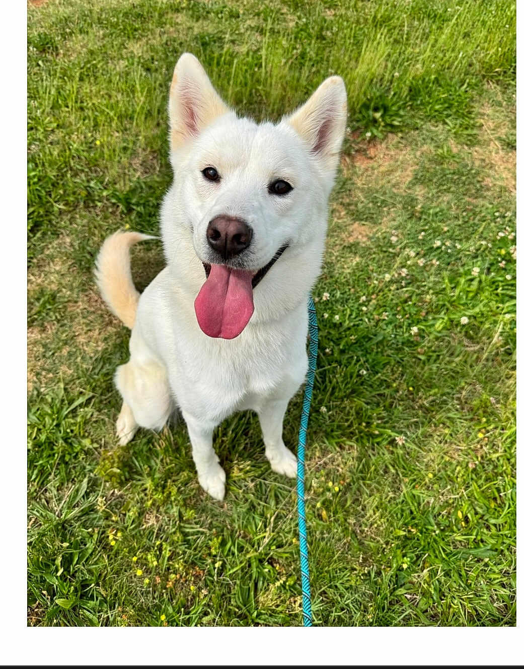 Elsa joined the competition — help win amazing prizes! dog, white_dog, tongue_out, happy, sitting, grass, outdoor, pet, canine, leash, ears, animal, friendly, nature, playful, summer, daylight, cute, fur, looking