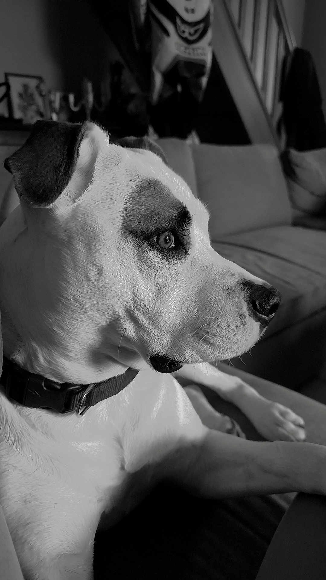 Rantanplan a rejoint le concours — aidez-le/la à gagner de superbes lots ! dog, pet, indoor, black_and_white, close_up, couch, collar, fur, portrait, animal, canine, focused, seated, domestic, side_view, ears, nose, whiskers, paw, relaxed