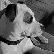 Rantanplan participe au concours pour gagner de l'argent avec cette photo : dog, pet, black_and_white, couch, indoor, collar, seated, side_view, animal, fur, calm, looking_away, domestic, resting, close_up, paw, snout, ears, quiet, home