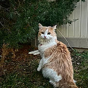 Deona is registered to the contest to win money with this photo: animal, cat, collar, curious, fence, fluffy, fur, garden, grass, greenery, ground, leafy, looking_back, nature, orange_and_white, outdoor, pet, tail, tree, whiskers