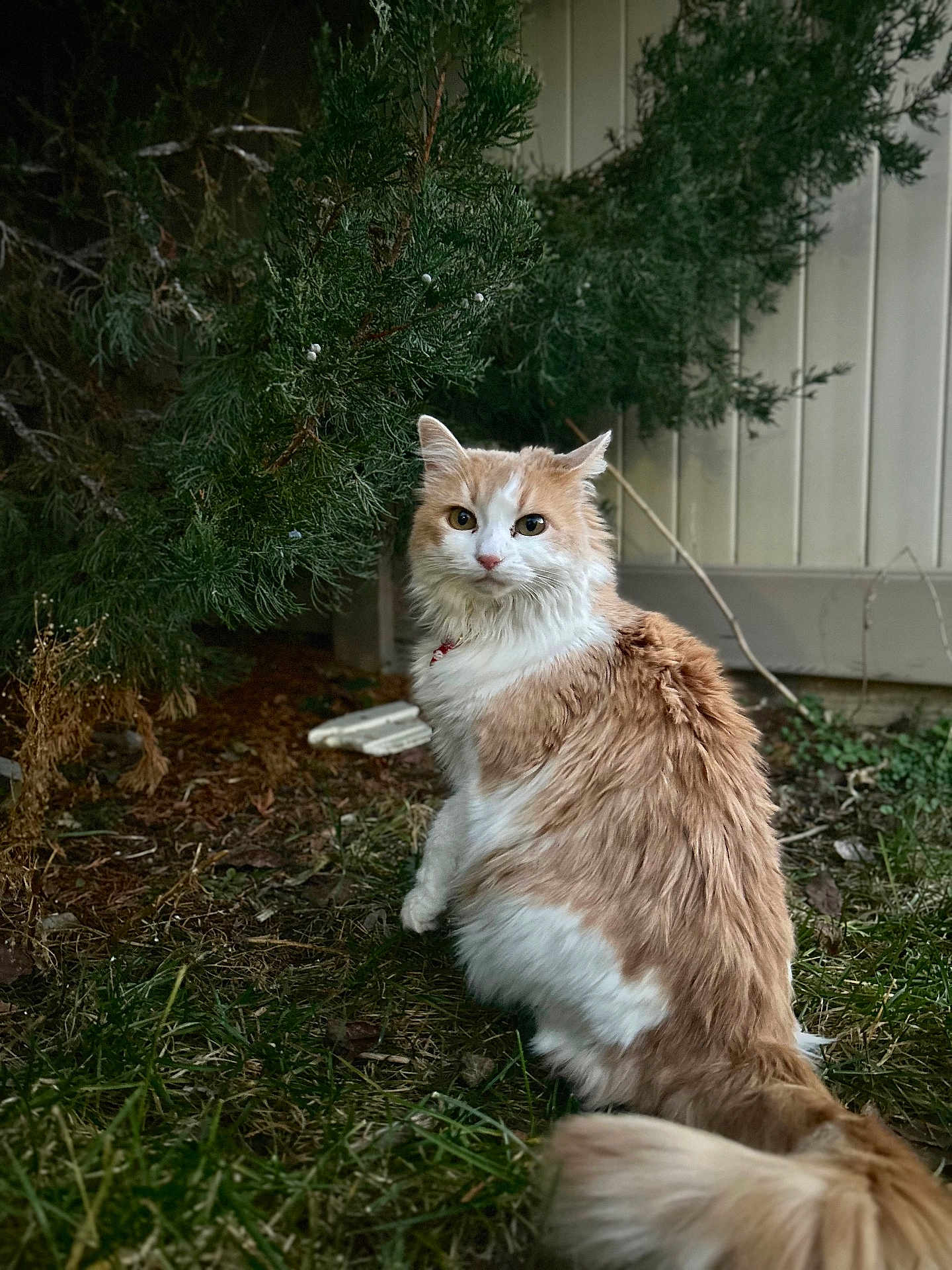 Deona is registered to the contest to win money with this photo: animal, cat, collar, curious, fence, fluffy, fur, garden, grass, greenery, ground, leafy, looking_back, nature, orange_and_white, outdoor, pet, tail, tree, whiskers