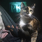 Viper Leighanne is registered to the contest to win money with this photo: animal, blanket, calico_cat, cat, closeup, cozy, curious, dark_background, dim_lighting, fabric, feline, fur, indoor, pet, portrait, projection, shadow, sitting, soft_light, whiskers