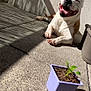 dog, animal, pet, sunlight, shadow, concrete, plant, planter, purple_planter, green_plant, outdoor, smiling, happy, paw, tongue, wall, texture, relaxing, daylight, closeup
