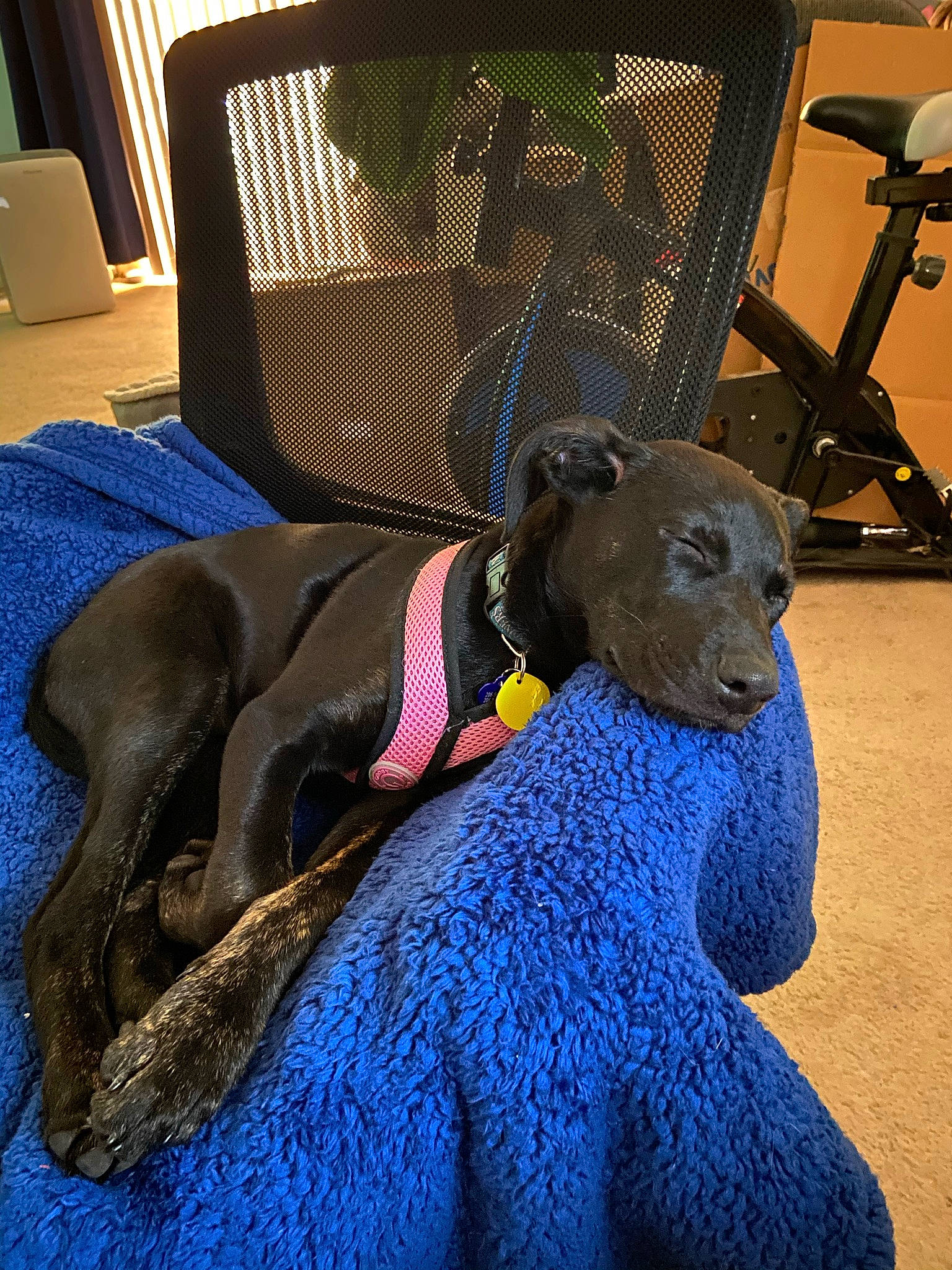 Cinderella joined the competition — help win amazing prizes! art, canidae, carnivore, chair, collar, comfort, companion_dog, dog, dog_breed, dog_collar, dog_supply, electric_blue, fawn, guard_dog, liver, pet_supply, snout, sporting_group, toy_dog, working_animal