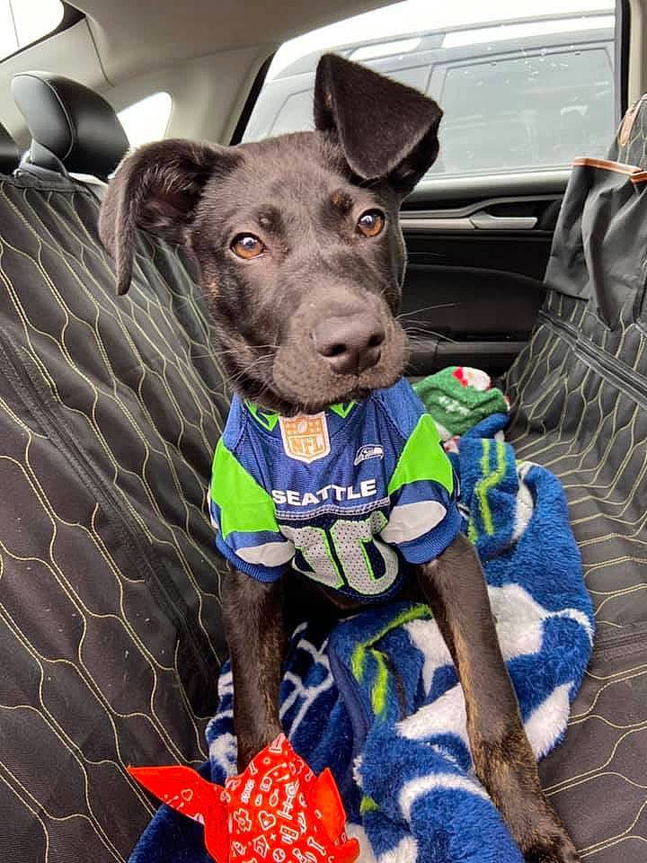 Cinderella joined the competition — help win amazing prizes! blue, canidae, car, carnivore, collar, companion_dog, dog, dog_breed, dog_clothes, dog_collar, dog_supply, electric_blue, leash, non_sporting_group, personal_protective_equipment, pet_supply, snout, sporting_group, t_shirt, working_animal