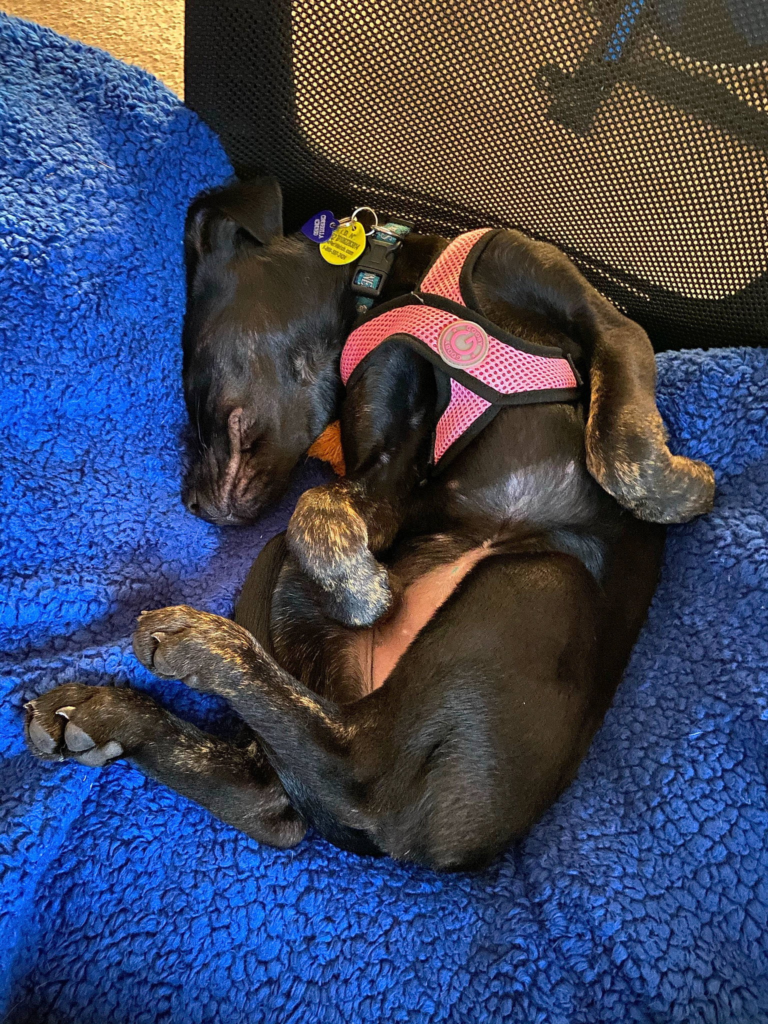 Cinderella joined the competition — help win amazing prizes! blue, carnivore, comfort, companion_dog, dog, dog_breed, dog_supply, electric_blue, fawn, grey, guard_dog, liver, mammal, nap, pet_supply, snout, sporting_group, terrestrial_animal, vertebrate, working_animal