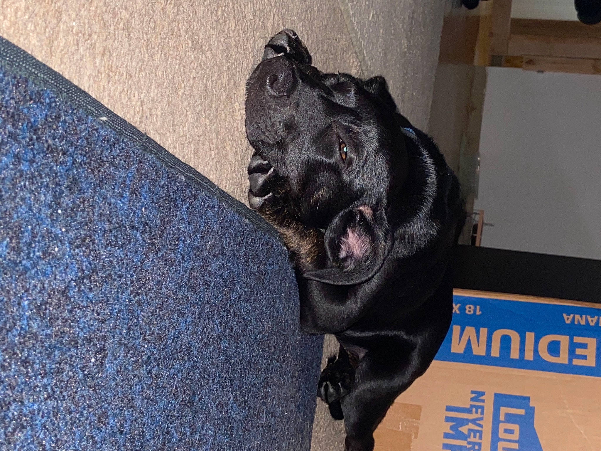 Cinderella is registered to the contest to win money with this photo: borador, canidae, carnivore, companion_dog, dog, dog_breed, electric_blue, fang, flooring, fur, grey, guard_dog, non_sporting_group, sculpture, snout, sporting_group, terrestrial_animal, whiskers, working_animal, working_dog