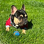 dog, french_bulldog, grass, toy, ball, outdoor, pet, animal, sunlight, red_clothing, closeup, playing, summer, nature, canine, cute, small_dog, resting, greenery, daytime