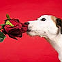 Bulma participe au concours pour gagner de l'argent avec cette photo : animal, canine, dog, face, flower, flowerarrangement, flowerbouquet, head, hound, leaf, person, pet, petal, plant, puppy, rose, smelling, snout, surprised, whitedog