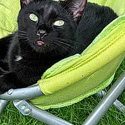 Pumba Premier a rejoint le concours — aidez-le/la à gagner de superbes lots ! black_cat, cat, pet, animal, green_chair, outdoor, grass, fur, whiskers, ears, eyes, relaxed, resting, metal_frame, nature, close_up, mammal, tongue, sunlight, texture