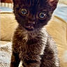Pumba Premier a rejoint le concours — aidez-le/la à gagner de superbes lots ! kitten, cat, black_cat, pet, animal, cute, furry, small, eyes, whiskers, fur, indoor, cozy, blanket, texture, sitting, portrait, young, curious, adorable