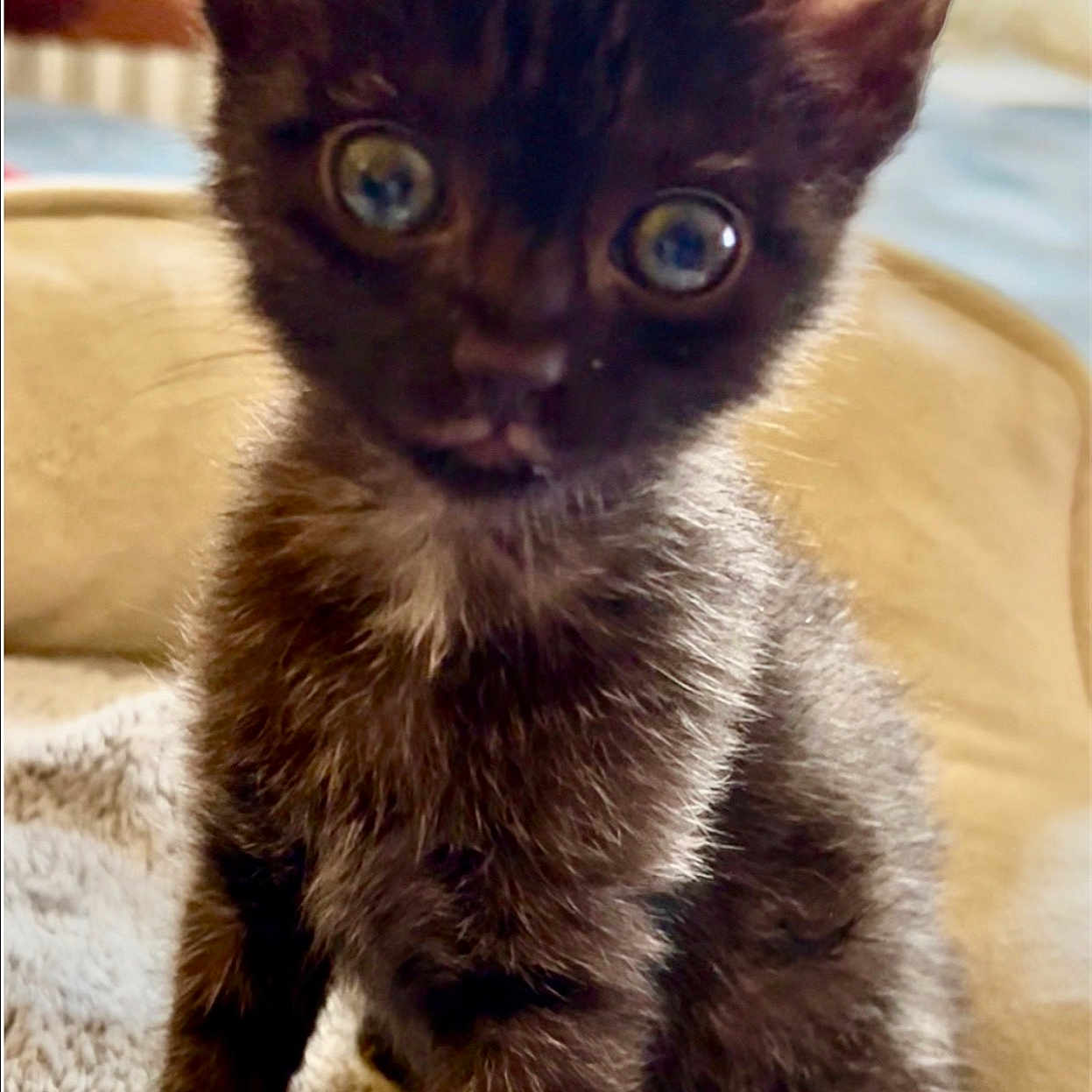 Pumba Premier a rejoint le concours — aidez-le/la à gagner de superbes lots ! kitten, cat, black_cat, pet, animal, cute, furry, small, eyes, whiskers, fur, indoor, cozy, blanket, texture, sitting, portrait, young, curious, adorable