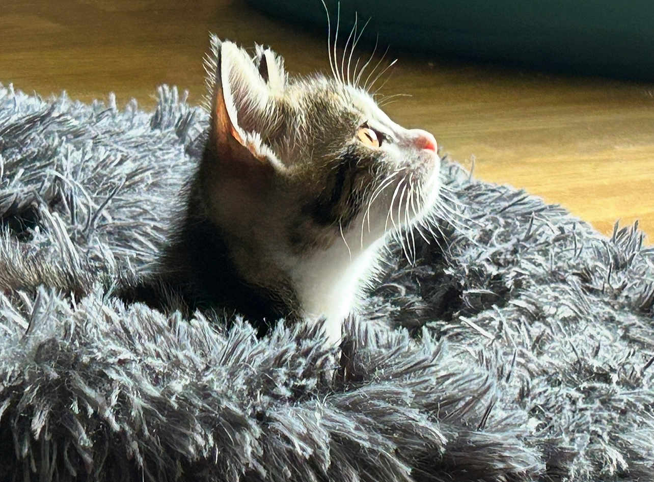Oscar a rejoint le concours — aidez-le/la à gagner de superbes lots ! cat, kitten, fluffy_rug, gray, sunlight, whiskers, curious, indoor, pet, animal, feline, closeup, side_profile, soft_texture, cozy, floor, home, domestic, portrait, relaxed