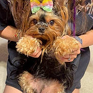 Gigi joined the competition — help win amazing prizes! accessory, black_fur, bow, carpet, curly_fur, cute, dog, fur, hands, indoor, legs, long_hair, person, pet, portrait, purple_hair, sitting, small_dog, tan_fur, tshirt