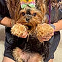 accessory, black_fur, bow, carpet, curly_fur, cute, dog, fur, hands, indoor, legs, long_hair, person, pet, portrait, purple_hair, sitting, small_dog, tan_fur, tshirt