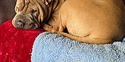 Ruby is registered to the contest to win money with this photo: blanket, blue_blanket, comfortable, couch, cozy, curled_up, dog, domestic, ears, fur, indoor, living_room, pet, quiet, red_blanket, relaxation, resting, sleeping, snout, wrinkles