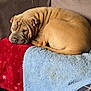 Ruby is registered to the contest to win money with this photo: blanket, blue_blanket, comfortable, couch, cozy, curled_up, dog, domestic, ears, fur, indoor, living_room, pet, quiet, red_blanket, relaxation, resting, sleeping, snout, wrinkles