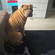 Ruby is registered to the contest to win money with this photo: animal, black_pants, brown_dog, carpet, companion, cozy, curled_tail, dog, domestic, drawer, floor, furniture, home, indoor, legs, looking_back, pet, resting, shar_pei, socks
