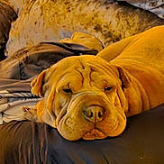 Ruby is registered to the contest to win money with this photo: animal_face, brown_dog, canine, close_up, comfortable, couch, cozy, dog, domestic_animal, furniture, home, indoor, living_room, mammal, pet, plush, relaxed, resting, sleepy, wrinkles