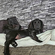 Luna joined the competition — help win amazing prizes! dog, black_dog, lounge, blanket, cushion, stone_wall, indoor, pet, relaxed, fur, cozy, resting, paw, snout, ears, looking, home, comfort, texture, portrait