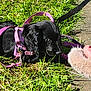 puppy, dog, black_dog, grass, leash, harness, outdoor, sunlight, foot, toenails, pink_harness, curious, pet, animal, playing, nature, closeup, young_dog, daytime, greenery
