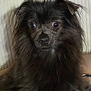 Ary a rejoint le concours — aidez-le/la à gagner de superbes lots ! dog, black_fur, fluffy, wide_eyes, pet, animal, indoor, portrait, cute, small_dog, fur, expression, looking, background, curious, sitting, closeup, companion, domestic_animal, furry