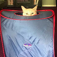 Chino is registered to the contest to win money with this photo: cat, peeking, blue_cube, red_trim, indoor, carpet, furniture, bookshelf, entertainment_center, curious, pet, animal, eyes, ears, hiding, playful, home, cozy, fabric, toy