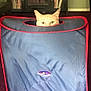 cat, peeking, blue_cube, red_trim, indoor, carpet, furniture, bookshelf, entertainment_center, curious, pet, animal, eyes, ears, hiding, playful, home, cozy, fabric, toy