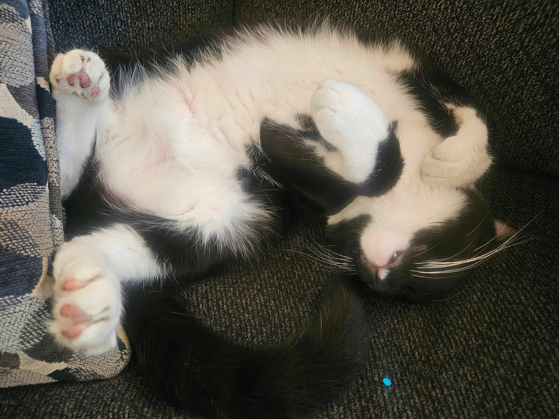 Meekah joined the competition — help win amazing prizes! animal, black_and_white, blanket, cat, closeup, couch, cozy, cute, domestic, feline, fur, indoor, paw, pet, relaxed, resting, sleeping, soft, tail, whiskers
