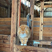 Lion is registered to the contest to win money with this photo: cat, ginger_cat, fluffy, barn, wooden_beams, rustic, pet, paws, whiskers, feline, portrait, orange_fur, indoor, animal, staring, shelf, rope, tool, sunlight, fur
