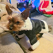 Little Man is registered to the contest to win money with this photo: dog, puppy, small_dog, pet, indoor, clothing, jacket, faux_leather, black, white, fur, blanket, bed, carpet, cute, animal, ears, collar, tag, cozy