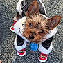 accessory, adorable, animal, carpet, clothing, curious, cute, dog, fur, indoor, jacket, leather, looking_up, pet, puppy, red_shoes, shoes, small_dog, standing, warm_clothing