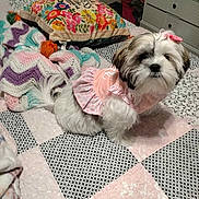 Bella joined the competition — help win amazing prizes! dog, small_dog, pet, bed, quilt, pink, bow, outfit, fluffy, bedroom, pillow, crocheted_blanket, pattern, fabric, cute, indoor, fur, animal, domestic_animal, resting