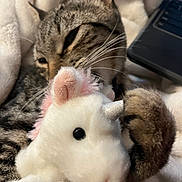 Purlina is registered to the contest to win money with this photo: animal, blanket, cat, closeup, cozy, cute, fur, indoor, laptop, paw, pet, plush_toy, relaxing, resting, sleepy, soft, tabby, toy, unicorn, whiskers