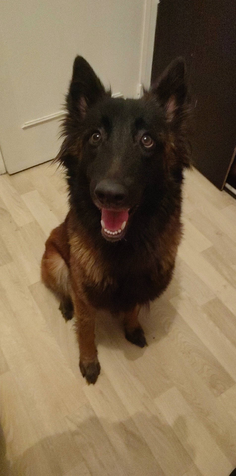 Tyanna participe au concours pour gagner de l'argent avec cette photo : ancient_dog_breeds, canidae, carnivore, companion_dog, dog, dog_breed, dog_collar, east_european_shepherd, fang, flooring, fur, hardwood, herding_dog, king_shepherd, liver, sporting_group, whiskers, wood, working_animal, working_dog