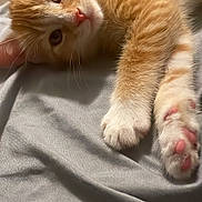 Hazel is registered to the contest to win money with this photo: kitten, cat, ginger_cat, paw, pink_paw_pads, fur, whiskers, lying_down, soft_texture, indoor, close_up, pet, curious, cute, animal, feline, domestic_cat, resting, young_cat, sleepy