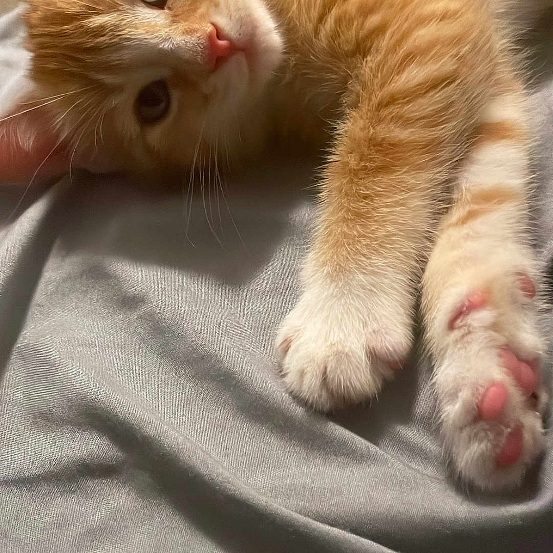 Hazel is registered to the contest to win money with this photo: animal, cat, close_up, curious, cute, domestic_cat, feline, fur, ginger_cat, indoor, kitten, lying_down, paw, pet, pink_paw_pads, resting, sleepy, soft_texture, whiskers, young_cat