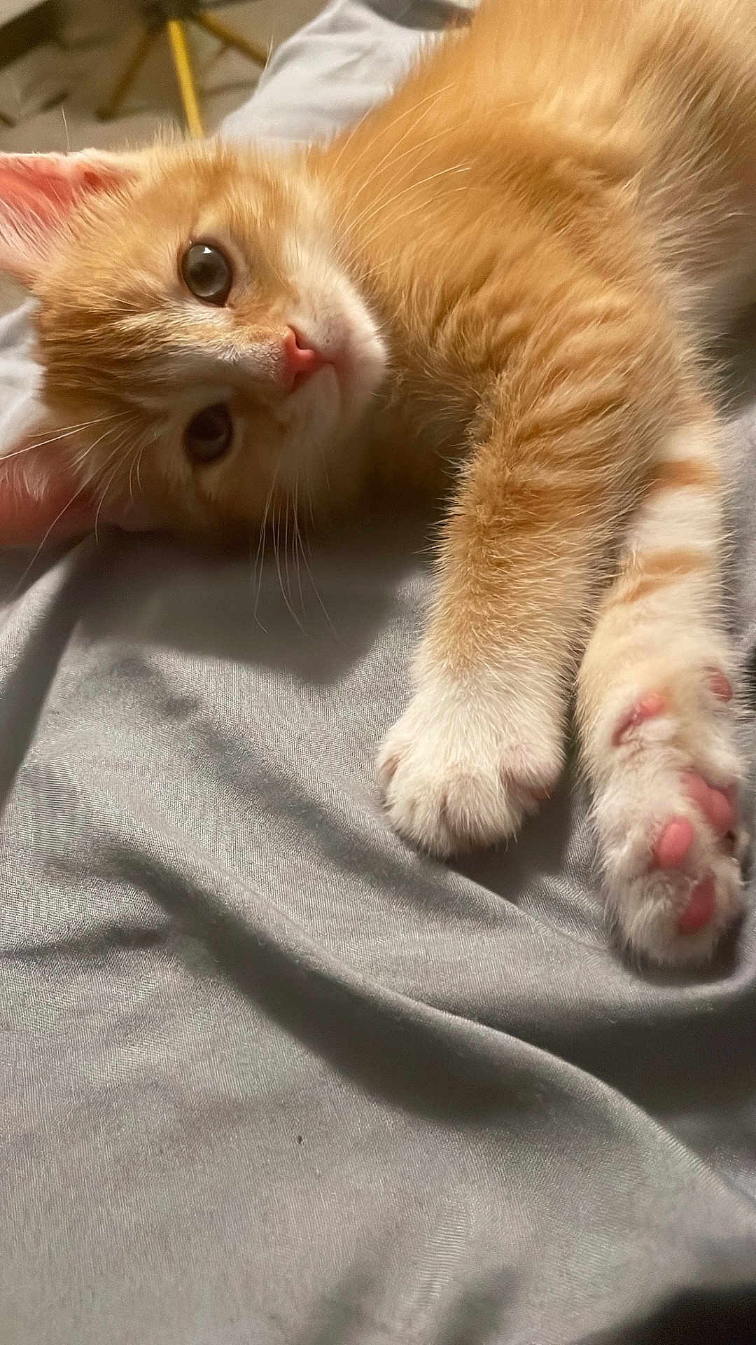 Hazel is registered to the contest to win money with this photo: kitten, cat, ginger_cat, paw, pink_paw_pads, fur, whiskers, lying_down, soft_texture, indoor, close_up, pet, curious, cute, animal, feline, domestic_cat, resting, young_cat, sleepy
