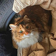 Moxxie is registered to the contest to win money with this photo: cat, fluffy, green_eyes, tire, quilt, beige, cozy, curious, whiskers, fur, pet, indoor, resting, animal, cute, feline, soft, comfort, nest, looking_up