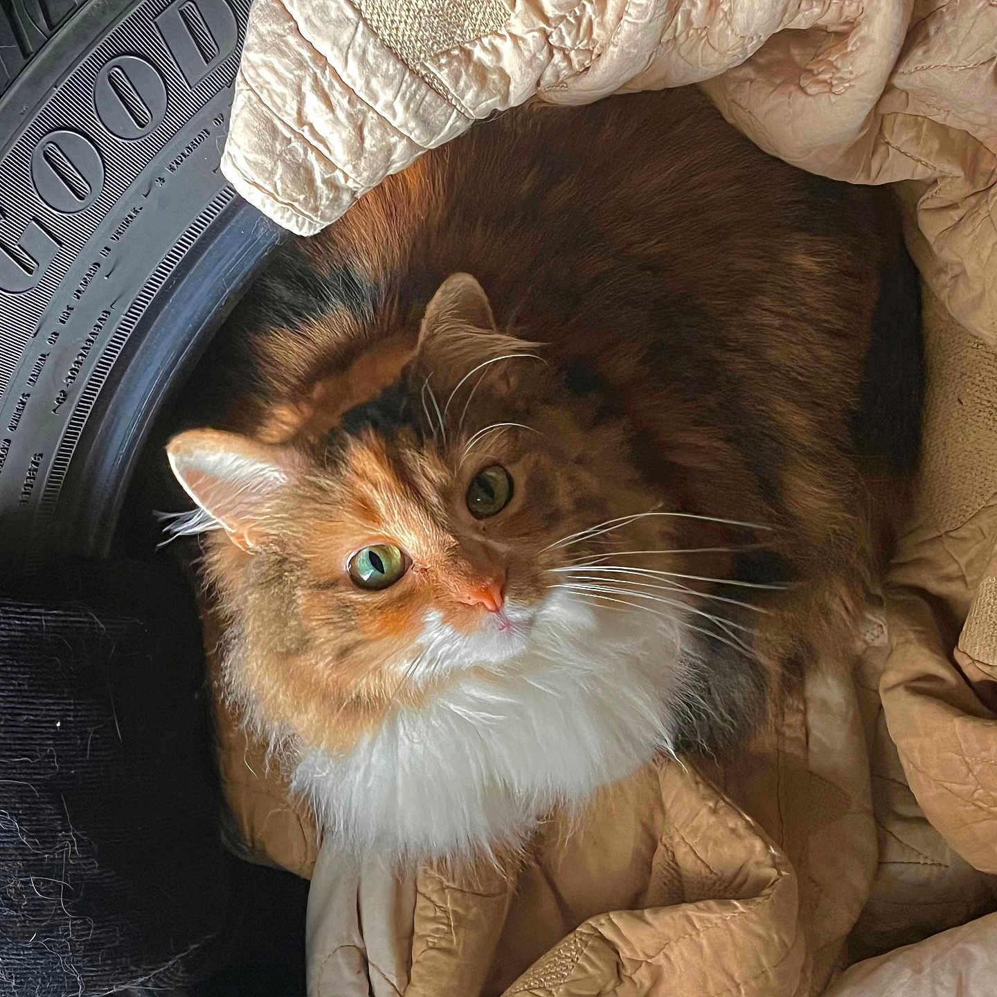 Moxxie is registered to the contest to win money with this photo: cat, fluffy, green_eyes, tire, quilt, beige, cozy, curious, whiskers, fur, pet, indoor, resting, animal, cute, feline, soft, comfort, nest, looking_up