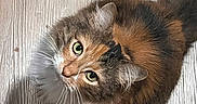 Moxxie joined the competition — help win amazing prizes! cat, calico_cat, feline, fluffy, longhaired, green_eyes, whiskers, tail, paws, fur, tricolor, pet, animal, looking_up, lying_down, wooden_floor, indoor, portrait, close_up, cute