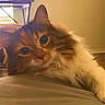 Moxxie is registered to the contest to win money with this photo: animal, bed, bedroom, cat, close_up, cozy, ears, eyes, feline, fluffy, fur, indoors, long_hair, lying_down, nose, orange_and_white, pet, portrait, warm_lighting, whiskers