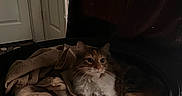 Moxxie is registered to the contest to win money with this photo: animal, black_fur, blanket, calico_cat, cat, cozy, ears, feline, fluffy, fur, indoors, long_hair, looking_at_camera, orange_fur, pet, portrait, sitting, tire, whiskers, white_fur