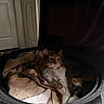 Moxxie is registered to the contest to win money with this photo: cat, calico_cat, fluffy, long_hair, feline, pet, animal, sitting, looking_at_camera, whiskers, ears, fur, white_fur, orange_fur, black_fur, blanket, tire, indoors, cozy, portrait