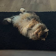 Moxxie is registered to the contest to win money with this photo: animal, belly_up, candid_photo, cat, couch, cozy, dark_fabric, feline, fluffy_cat, home, indoor, long_hair, lying_down, paws_up, pet, portrait, relaxed, sleepy, sofa, wood_floor