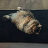 cat, fluffy_cat, long_hair, pet, animal, feline, lying_down, belly_up, paws_up, relaxed, sleepy, indoor, couch, sofa, dark_fabric, wood_floor, home, cozy, candid_photo, portrait