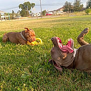 King is registered to the contest to win money with this photo: dog, dogs, park, grass, outdoor, sunny, playful, playing, toy, chewing, rolling, lying_down, open_mouth, collar, brown_dog, gray_dog, pet, animal, picnic_shelter, neighborhood