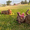 dog, dogs, park, grass, outdoor, sunny, playful, playing, toy, chewing, rolling, lying_down, open_mouth, collar, brown_dog, gray_dog, pet, animal, picnic_shelter, neighborhood