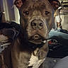 dog, pit_bull, portrait, indoor, sitting, gray_fur, white_chest, short_hair, floppy_ears, brown_eyes, black_nose, collar, pet, animal, canine, blanket, home, furniture, close_up, serious_expression
