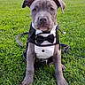 King joined the competition — help win amazing prizes! dog, puppy, pit_bull, tuxedo, bow_tie, formalwear, sitting, grass, park, outdoor, city, buildings, trees, portrait, front_view, gray_fur, floppy_ears, leash, pet, adorable